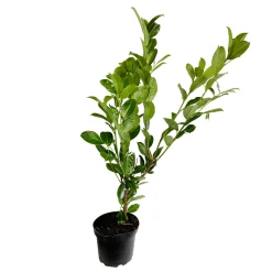 Prunus laurocerasus ' Rotundifolia ' : H 80/100 cm ctr 5 litres