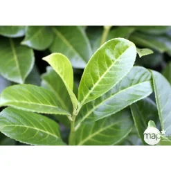 Prunus laurocerasus ' Rotundifolia ' : H 80/100 cm ctr 5 litres