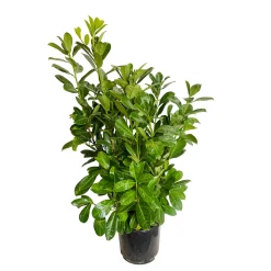 Prunus laurocerasus 'Rotundifolia'- Pot 15L