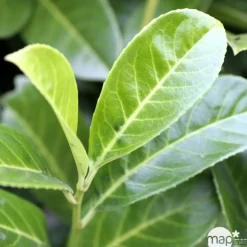 Prunus laurocerasus 'Rotundifolia'- Pot 15L