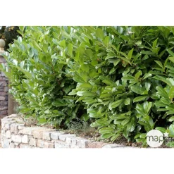 Prunus laurocerasus 'Rotundifolia'- Pot 15L