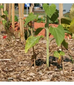 RACINE - Paillage biodégradable plaquettes forestières bois 48 sacs de 50l pour 48m2
