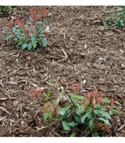 RACINE - Paillage bois raméal fragmenté 0/50mm, big bag 1 m3 - pro34