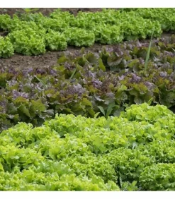 RACINE - Paillage organique du potager 100% naturel, 48 sacs de 50 l - pro217-48x50l