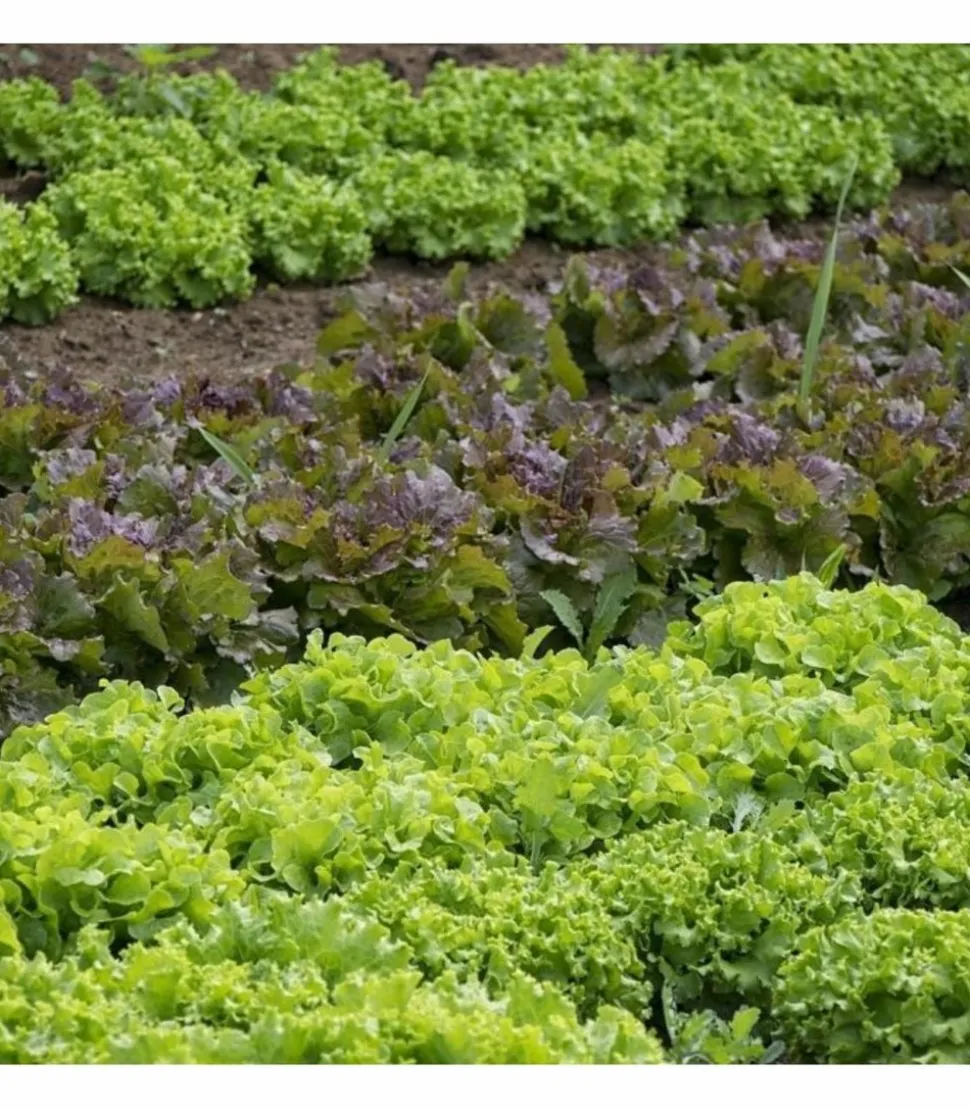 RACINE - Paillage organique du potager 100% naturel, 48 sacs de 50 l - pro217-48x50l