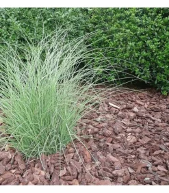 RACINE - Paillage végétal biodégradable en écorces de pin maritime 42 sacs 50 l pour 50m2