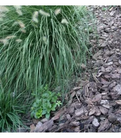 RACINE - Paillage végétal biodégradable en écorces de pin maritime 42 sacs 50 l pour 50m2