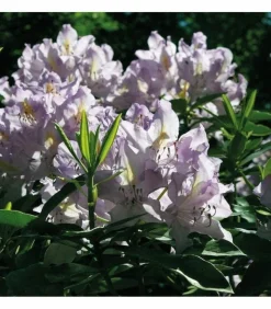 RACINE - Terre de bruyère forestière plantes acidophiles big bag 1 m3