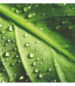 RACINE - Terreau plantation hydrasol, sac 40 l - pro154