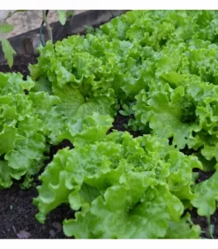 RACINE - Terreau potager, 24 sacs de 50l - pro218-24x50