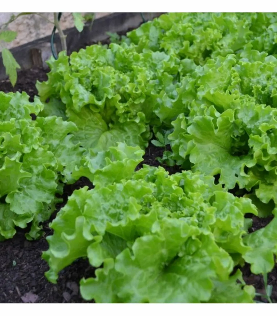 RACINE - Terreau potager, 48 sacs de 50l - pro218-48x50