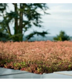 RACINE - Terreau substrat toitures végétalisées spécial sedum big bag 1 m3