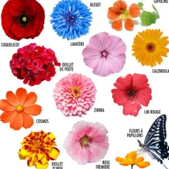 RADIS ET CAPUCINE - Coffret 52 sachets de graines