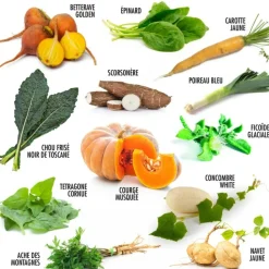 RADIS ET CAPUCINE - Coffret 52 sachets de graines