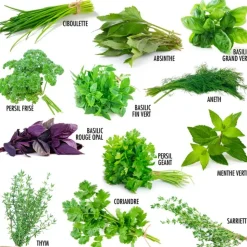 RADIS ET CAPUCINE - Coffret 52 sachets de graines