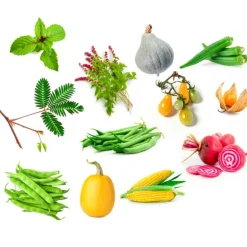 RADIS ET CAPUCINE - Enveloppe 12 graines insolites à semer