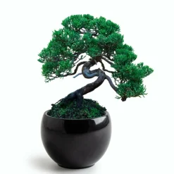 RADIS ET CAPUCINE - Kit de culture bonsaï avec pot