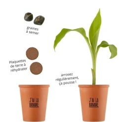 RADIS ET CAPUCINE - Kit J'ai la banane graines de bananier