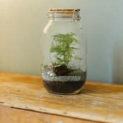 RADIS ET CAPUCINE - Terrarium à assembler soi-même avec graines d'asparagus à semer
