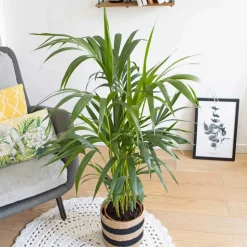 RECONCILIATION VEGETALE - Palmier kentia d'intérieur d19 h120cm avec cache-pot