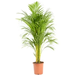 REGUARDZ - Areca H.110cm, pot D.21cm
