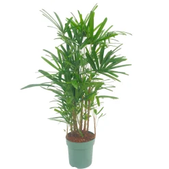 Rhapis excelsa : pot D.30cm