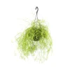 Rhipsalis mix - Suspension D 14cm - H 35cm