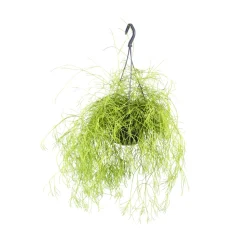Rhipsalis mix - Suspension D 14cm - H 35cm