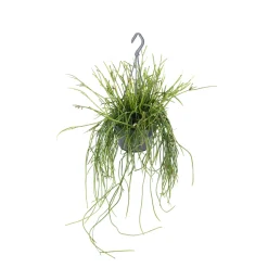 Rhipsalis mix - Suspension D 14cm - H 35cm