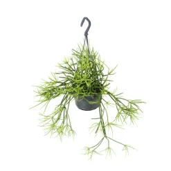 Rhipsalis mix - Suspension D 14cm - H 35cm