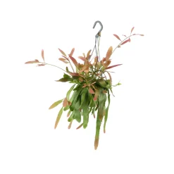 Rhipsalis mix - Suspension D 14cm - H 35cm