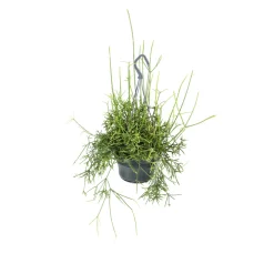 Rhipsalis mix - Suspension D 14cm - H 35cm