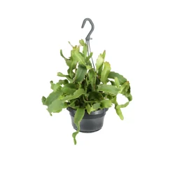 Rhipsalis mix - Suspension D 14cm - H 35cm