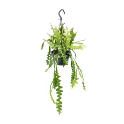 Rhipsalis mix - Suspension D 14cm - H 35cm