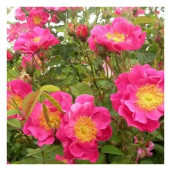 Rosier arbuste rose vif francois joyaux® evegaltane