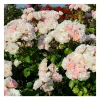 Rosier buisson rose pâle abbaye de molesme® evethosi
