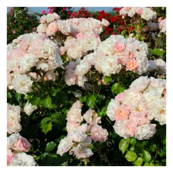 Rosier buisson rose pâle abbaye de molesme® evethosi