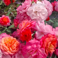 Rosier buissonant chateau de villemarceau® evecoardia conteneur 5 litres