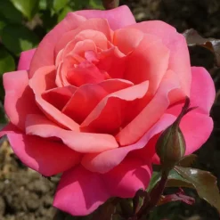 Rosier buissonnant jardins & sante® evewinouet conteneur 5 litres