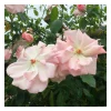 Rosier grimpant rose pâle grimpant sur le cerisier® evegriceri