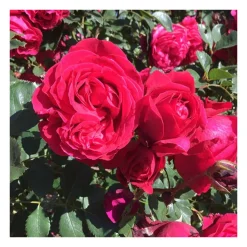 Rosier grimpant rouge rose du val st jean® evevalrob