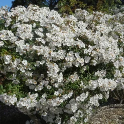 Rosier liane merveille de mereville® evesirfeli conteneur 5 litres