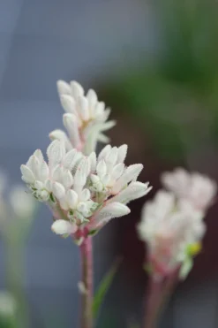 ROUÉ PÉPINIÈRES - Anigozanthos 'bush diamond' - en pot de 3 litres