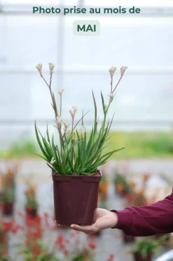 ROUÉ PÉPINIÈRES - Anigozanthos 'bush diamond' - en pot de 3 litres