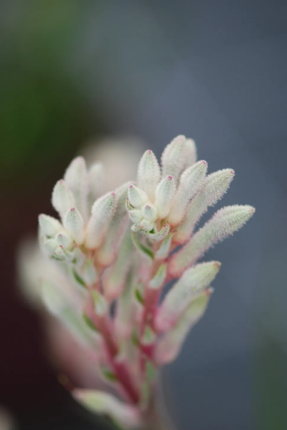 ROUÉ PÉPINIÈRES - Anigozanthos 'bush diamond' - en pot de 3 litres