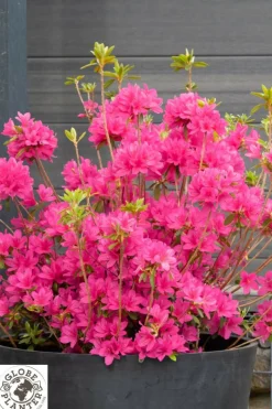 ROUÉ PÉPINIÈRES - Azalée boutiguery choaz 'electric pink' - en pot de 4 litres