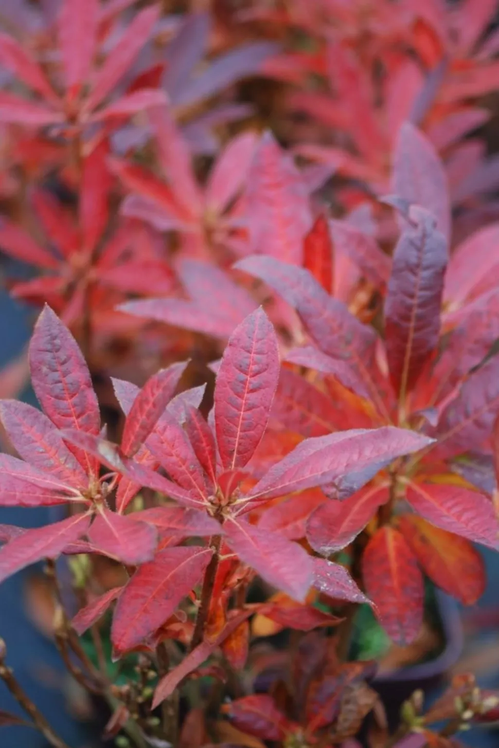 ROUÉ PÉPINIÈRES - Azalée de chine luteum' - en pot de 4 litres