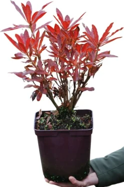 ROUÉ PÉPINIÈRES - Azalée de chine luteum' - en pot de 4 litres