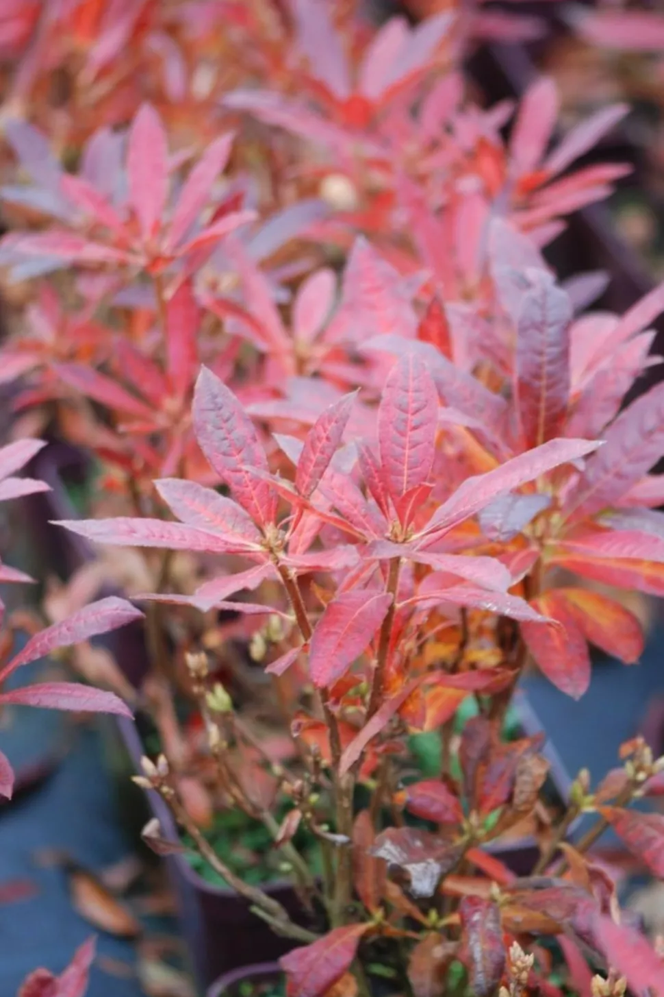 ROUÉ PÉPINIÈRES - Azalée de chine luteum' - en pot de 4 litres