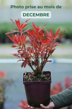 ROUÉ PÉPINIÈRES - Azalée de chine luteum' - en pot de 4 litres